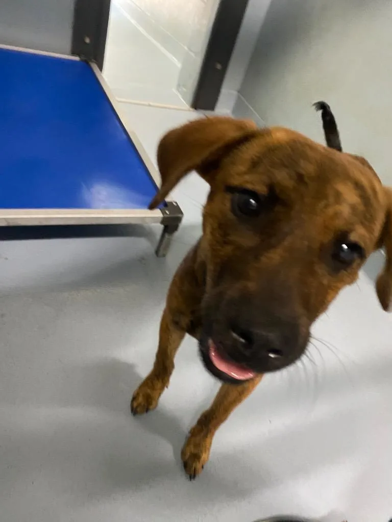 A baby medium-sized male Mixed Breed dog named Preston for adoption in Cartersville , GA