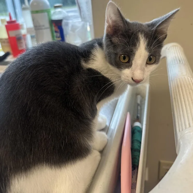 A young small-sized male Gray / Blue / Silver Domestic Short Hair cat named Niall for adoption in Columbia Station, OH
