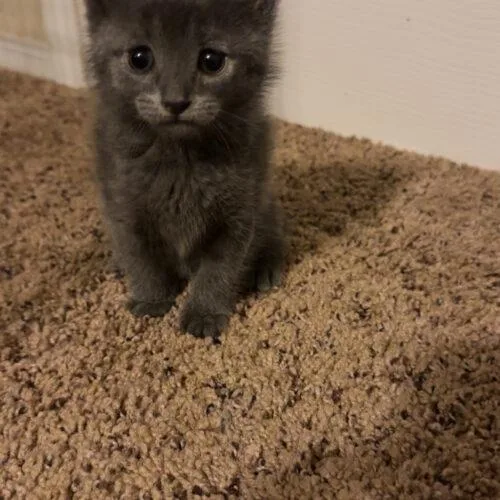 A baby small-sized female Smoke Domestic Short Hair cat named Kyra for adoption in Edmond, OK