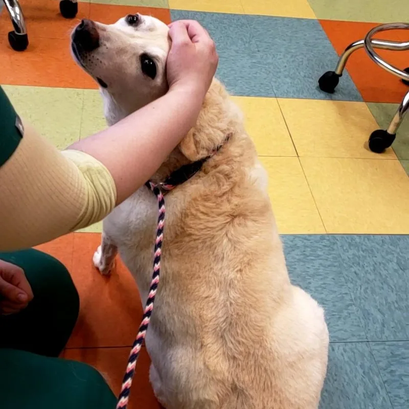 Pringles thumbnail 3