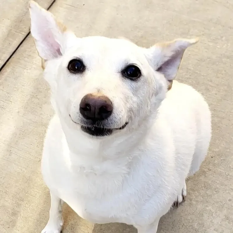 Pringles thumbnail 4