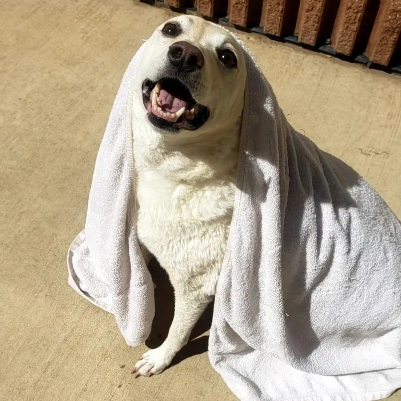 Pringles thumbnail 6