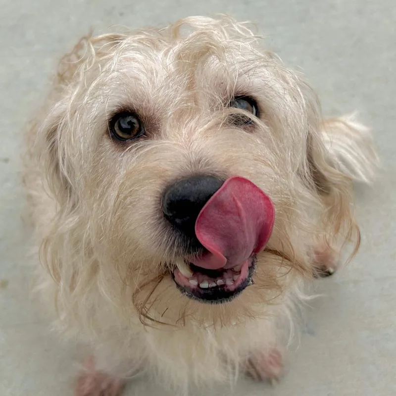 An adult small-sized male Yellow / Tan / Blond / Fawn Lhasa Apso dog named Long John Silver for adoption in Matteson, IL