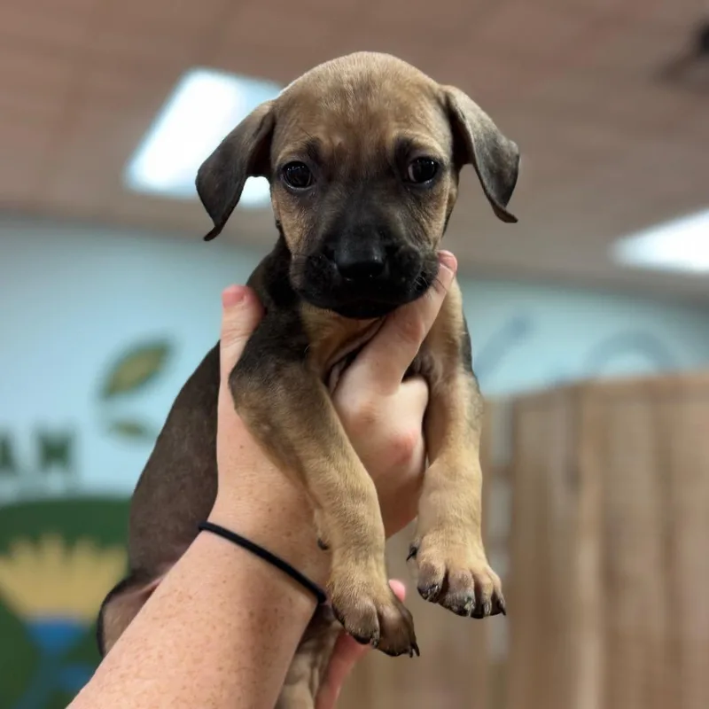 A baby medium-sized male Brown / Chocolate Mixed Breed dog named 72 for adoption in Springboro, OH
