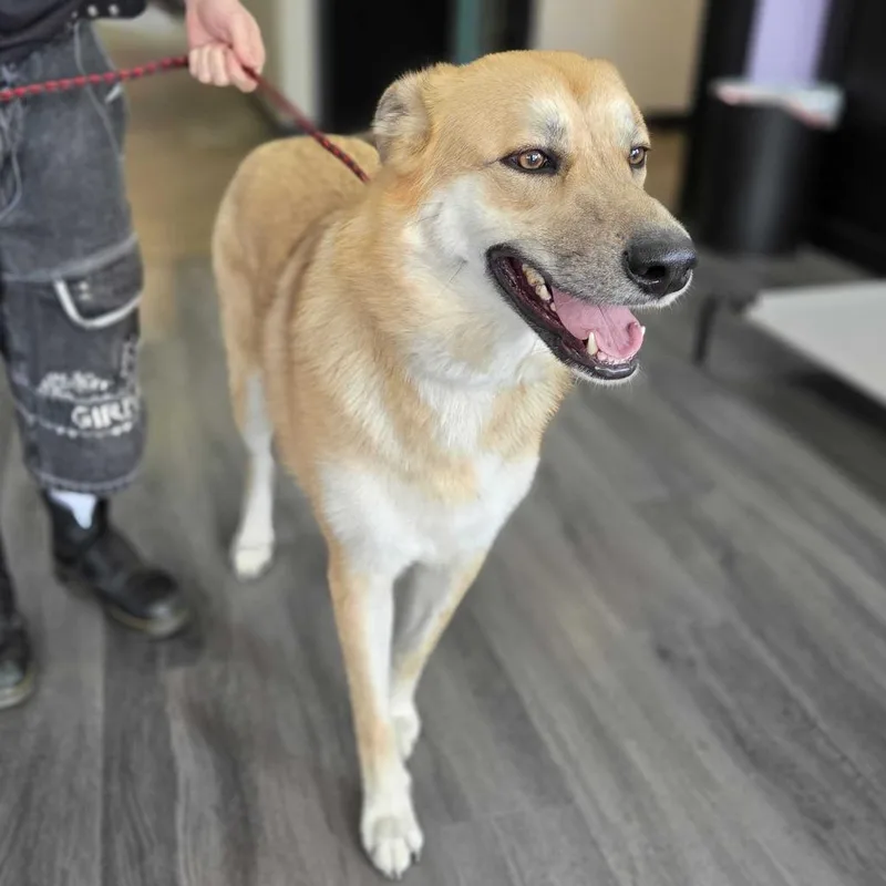 An adult large-sized female Yellow / Tan / Blond / Fawn Great Pyrenees dog named Sol for adoption in Louisville, KY
