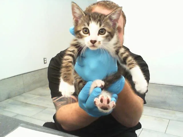 A baby small-sized female Domestic Short Hair cat named Lexi for adoption in Charlotte, NC