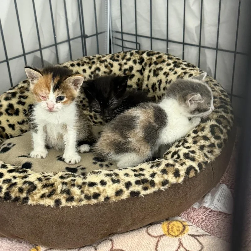 A baby small-sized female White Domestic Short Hair cat named Toby for adoption in Austin, TX