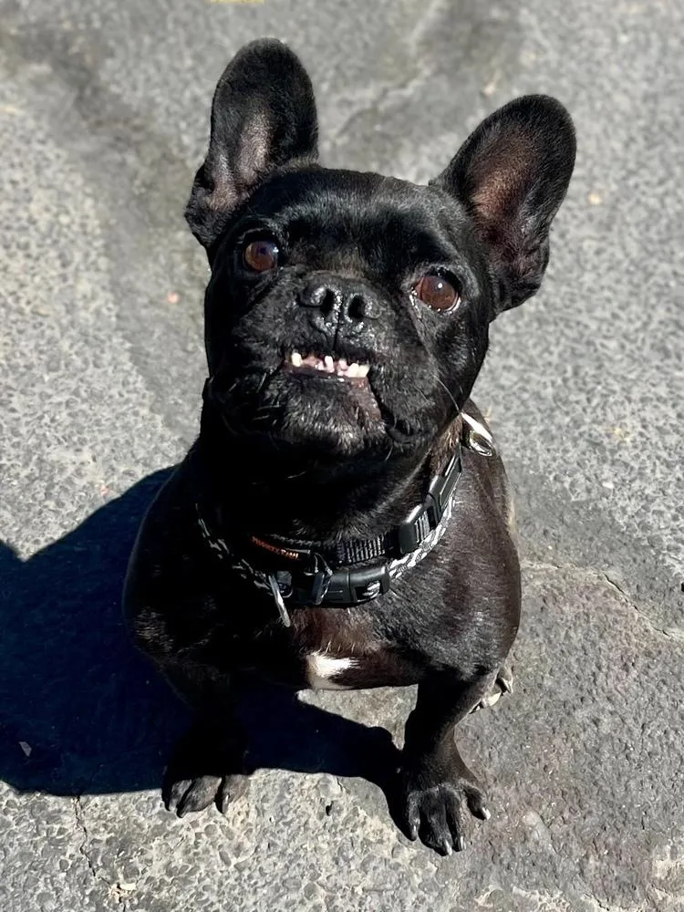 An adult small-sized male French Bulldog dog named Frankie for adoption in Jamestown, CA