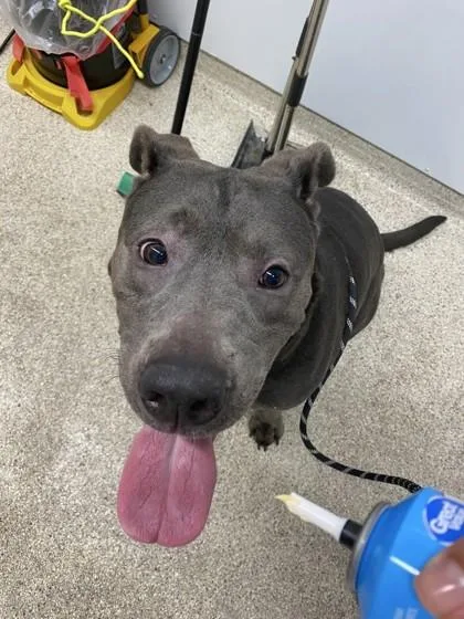 An adult large-sized female Mixed Breed dog named Lady for adoption in Lafayette, IN
