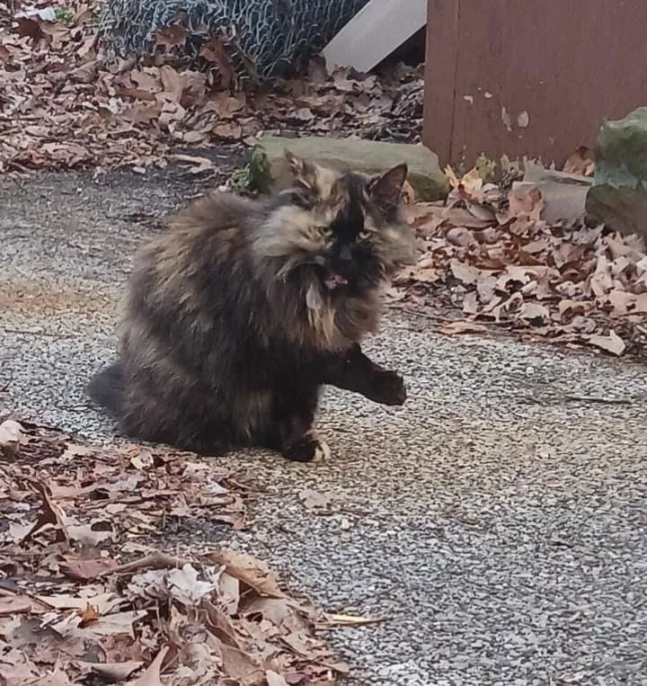 An adult medium-sized female Domestic Medium Hair cat named Myrtle for adoption in Cromwell, KY