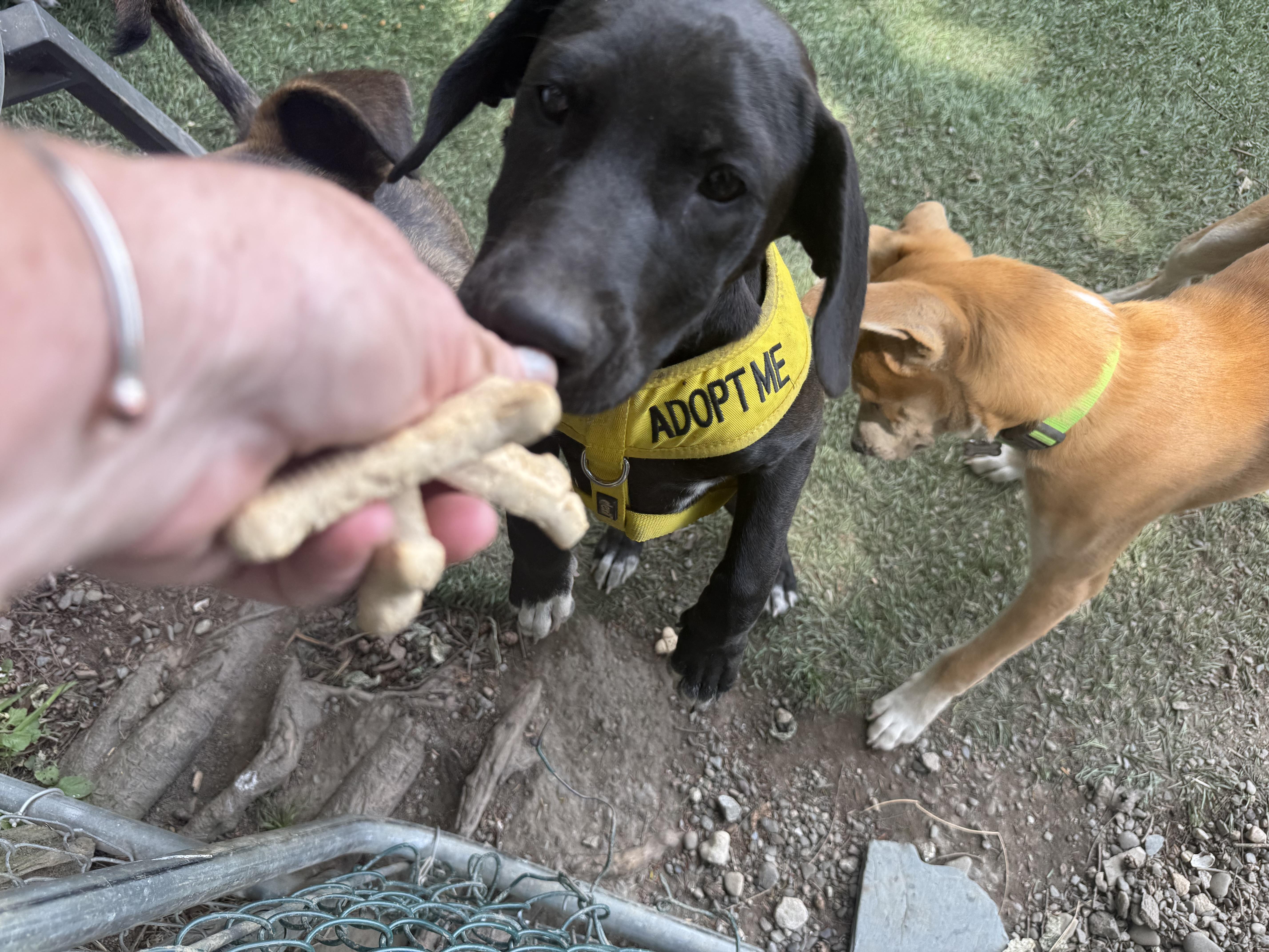 A baby medium-sized female Black Labrador Retriever dog named Nina for adoption in Pleasant Valley, NY