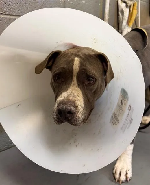 An adult medium-sized female Pit Bull Terrier dog named Karina for adoption in Downey, CA