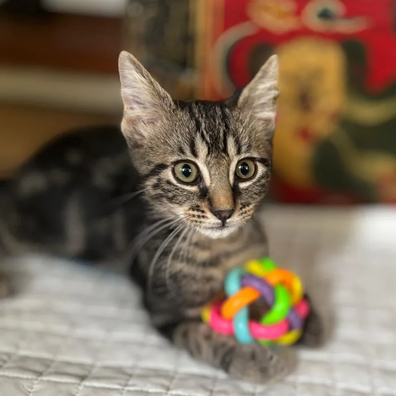 A baby small-sized male Brown / Chocolate Domestic Short Hair cat named Zuma for adoption in Fort Lauderdale, FL