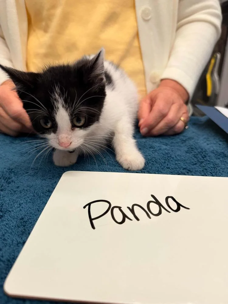 A baby small-sized female Black & White / Tuxedo Domestic Short Hair cat named Panda for adoption in Vancouver, WA