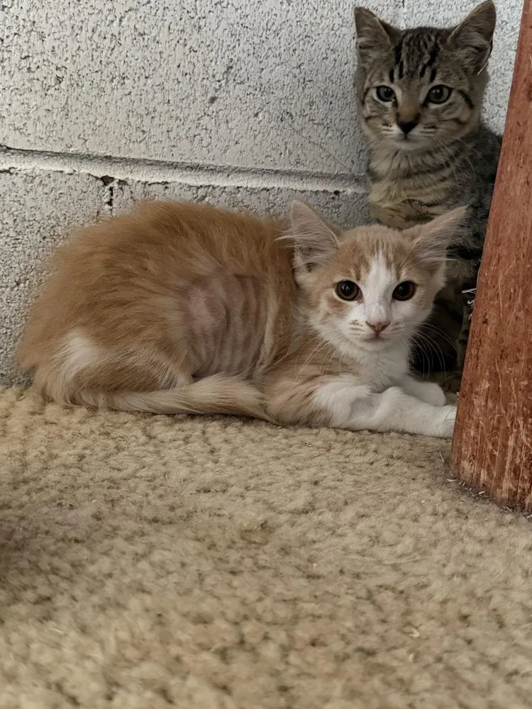 A young small-sized female Orange & White Domestic Short Hair cat named Bebe for adoption in Ontario, CA