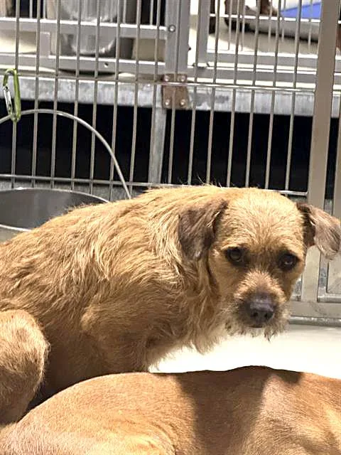 Chulo URGENT