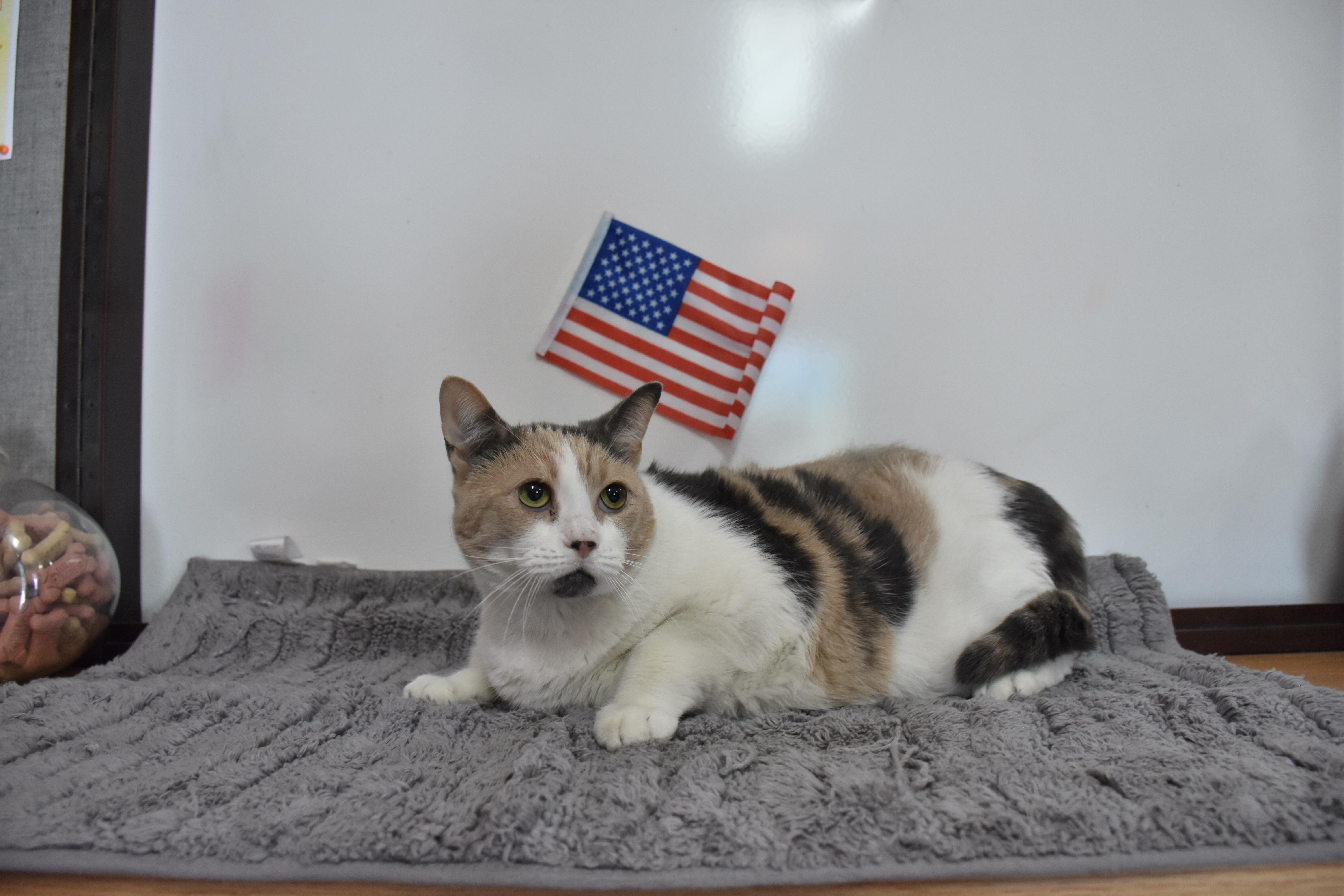 An adult large-sized female Dilute Calico cat named Calico for adoption in North Judson, IN
