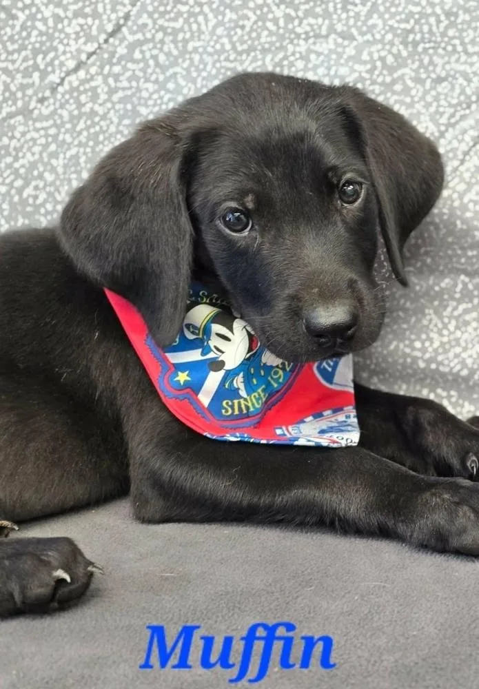 A baby large-sized male Labrador Retriever dog named Muffin for adoption in Sedalia, CO
