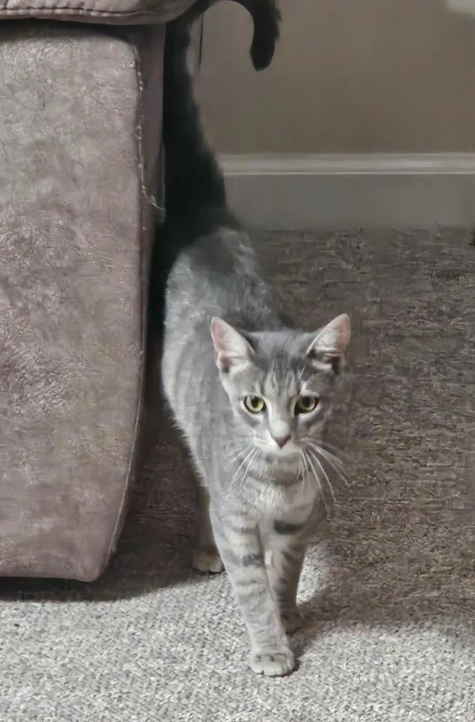 A baby medium-sized male Domestic Short Hair cat named Gus for adoption in Manchester, TN