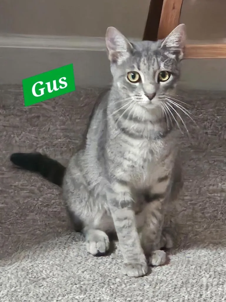 Gus thumbnail 2