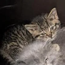 A baby small-sized female Brown / Chocolate Domestic Short Hair cat named Rose for adoption in Tacoma, WA