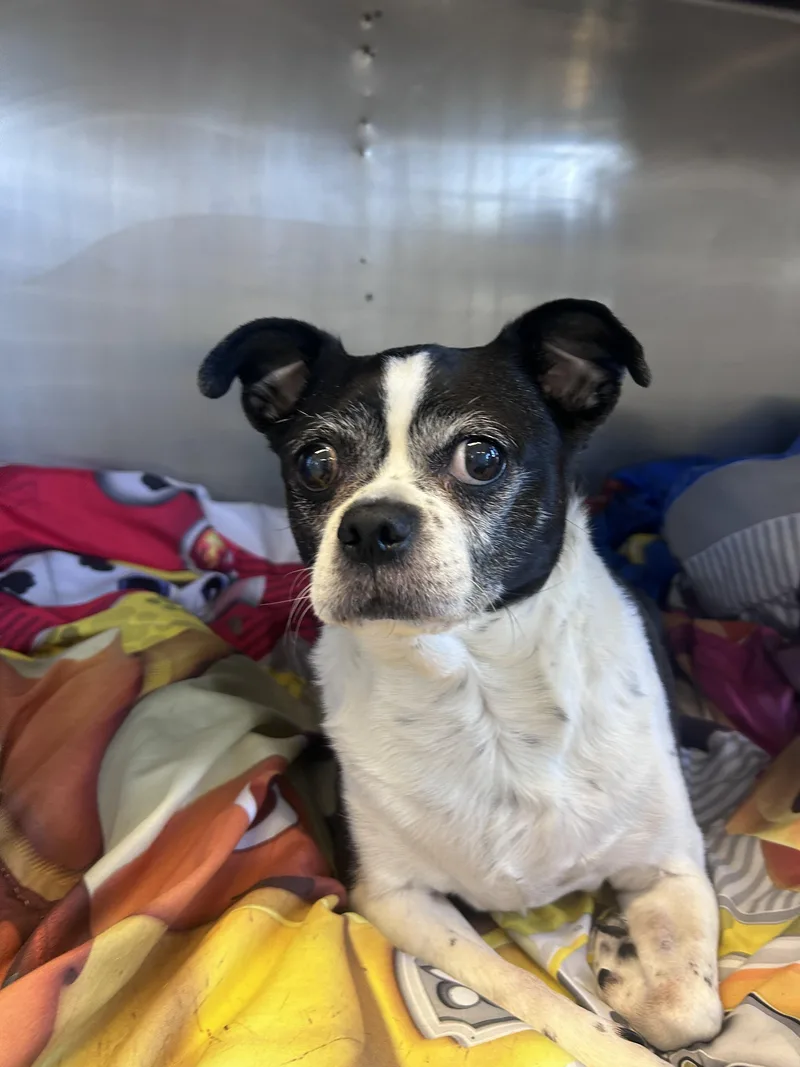 Miss Piggy thumbnail 2