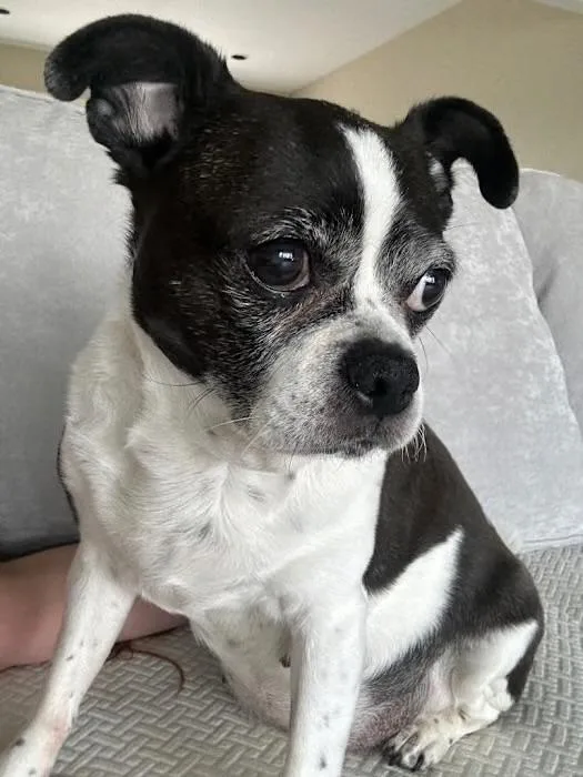 A senior small-sized male Boston Terrier dog named Miss Piggy for adoption in Mahwah, NJ