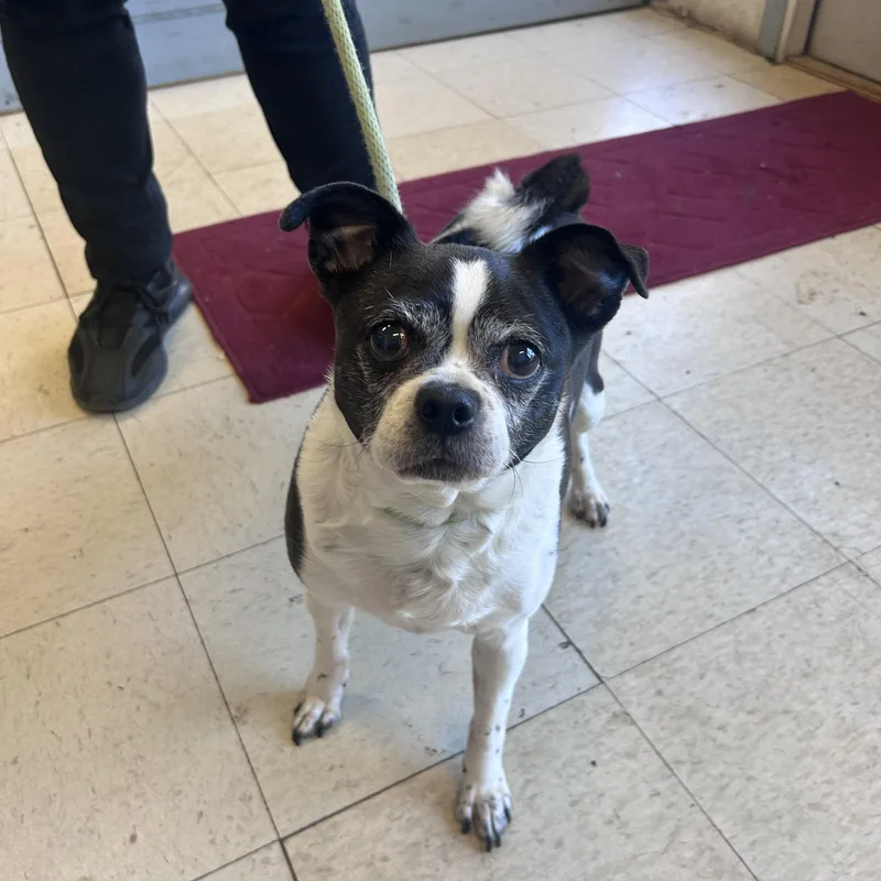 Miss Piggy thumbnail 3