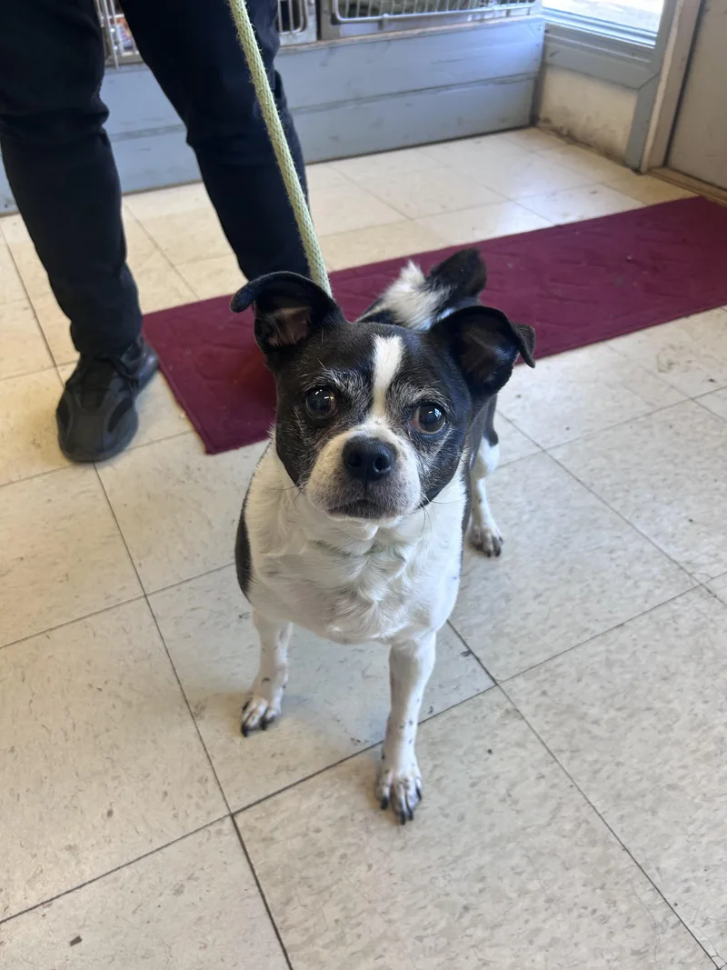 Miss Piggy thumbnail 4