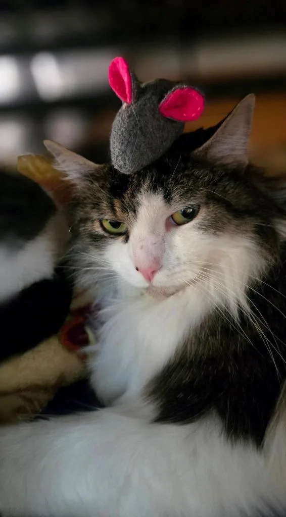 Prudence thumbnail 2