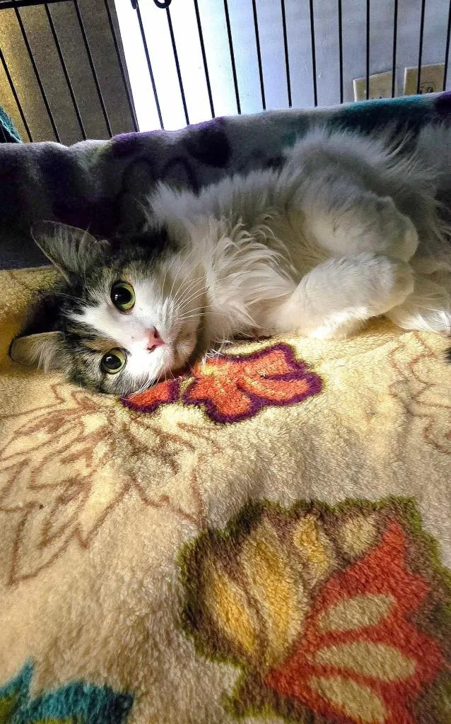 Prudence thumbnail 3