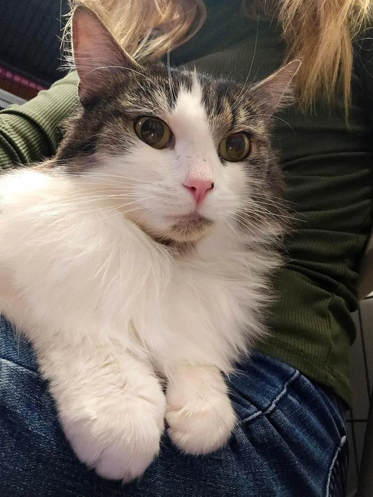 Prudence thumbnail 4