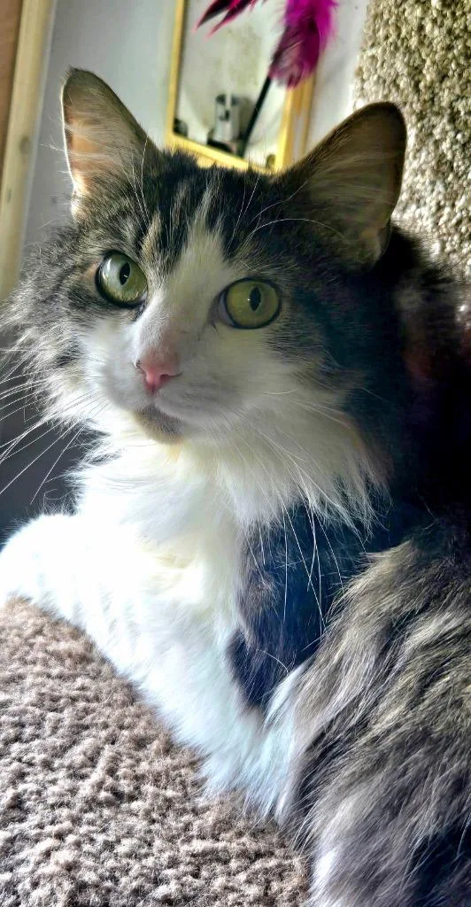 Prudence thumbnail 5