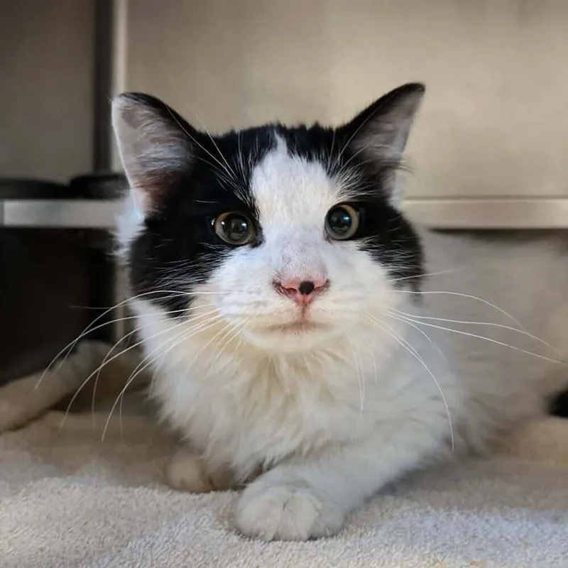 A young medium-sized male Domestic Long Hair cat named Royal for adoption in South Bend, IN