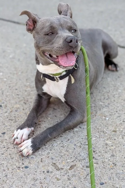 An adult medium-sized female White / Cream Mixed Breed dog named Broccoli for adoption in Cincinnati, OH