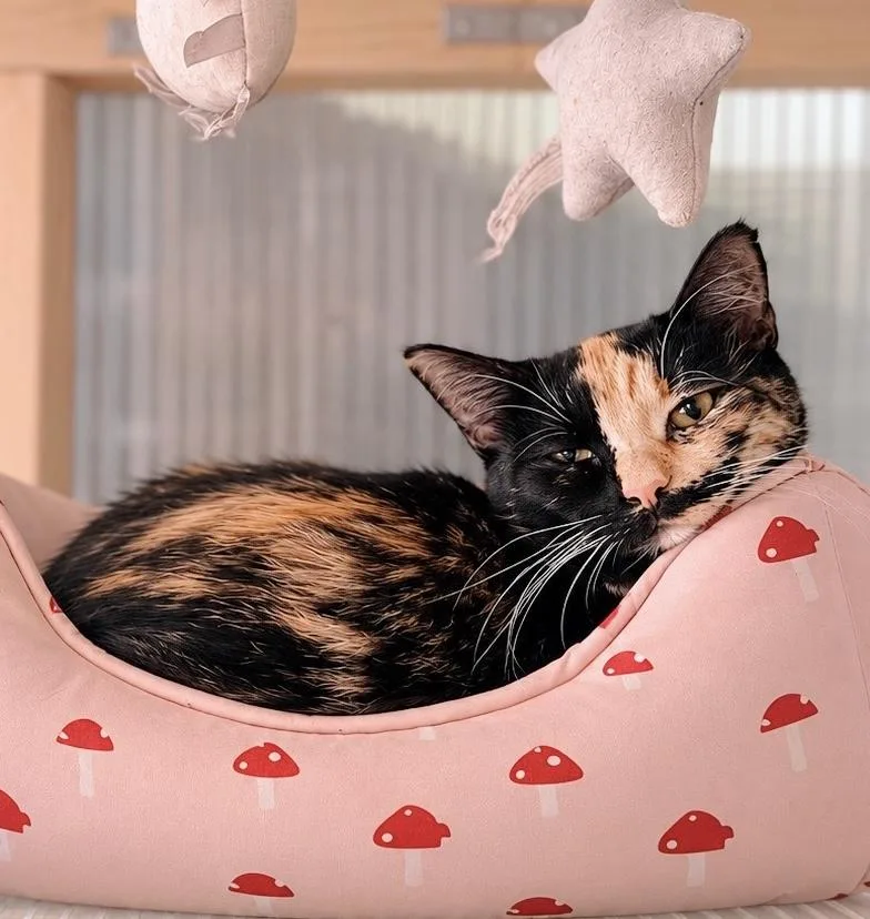 A young medium-sized female Calico cat named Pegasus for adoption in Philadelphia, PA