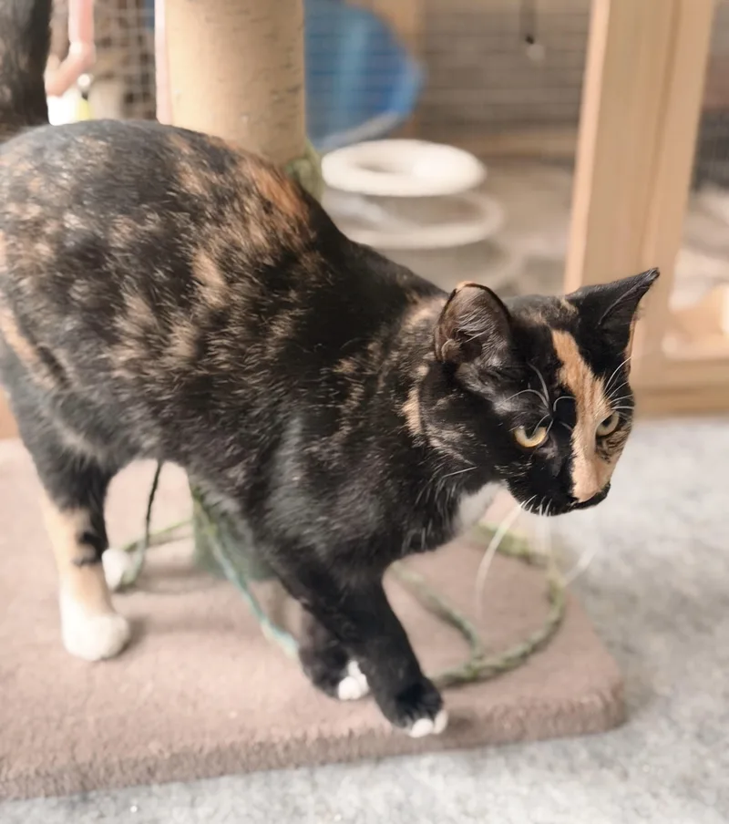 Pegasus thumbnail 4
