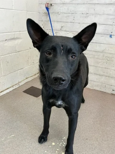 A young medium-sized female German Shepherd Dog dog named Snooki for adoption in San Bernardino, CA