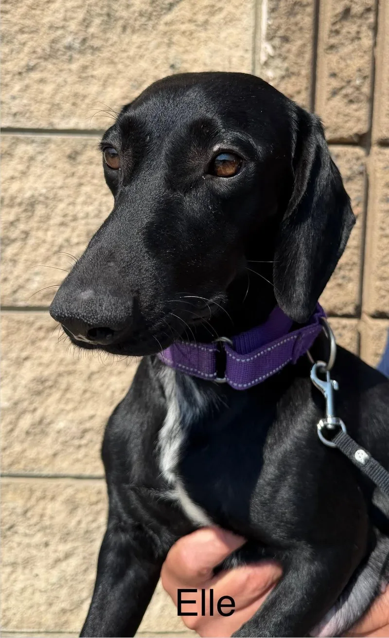 A young small-sized female Dachshund dog named Elle for adoption in Blue Springs, MO