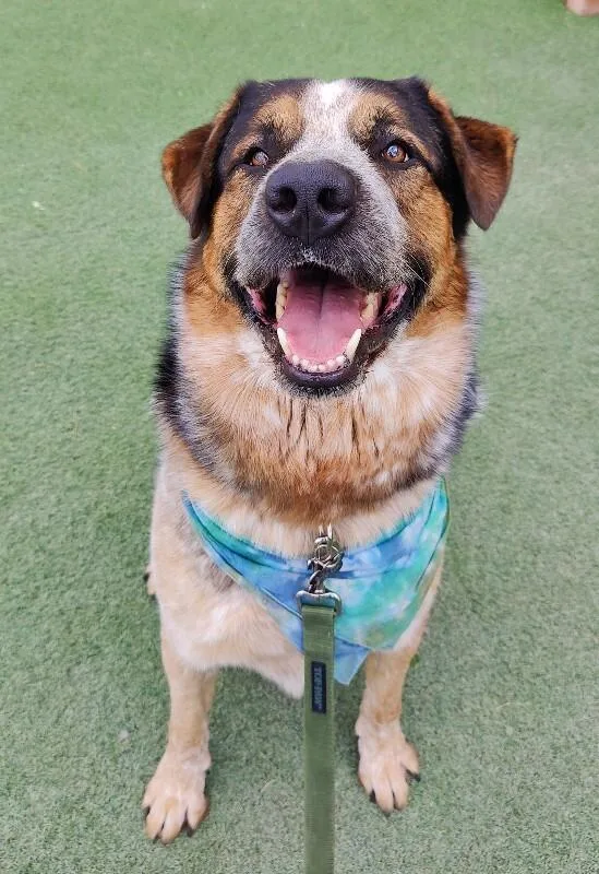 An adult large-sized male Black Saint Bernard dog named Frank for adoption in Fruit Heights, UT