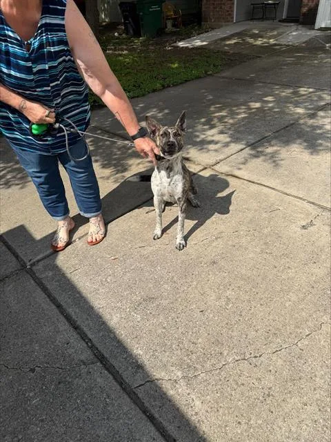 A young medium-sized male Australian Cattle Dog / Blue Heeler dog named Rosco for adoption in San Antonio, TX