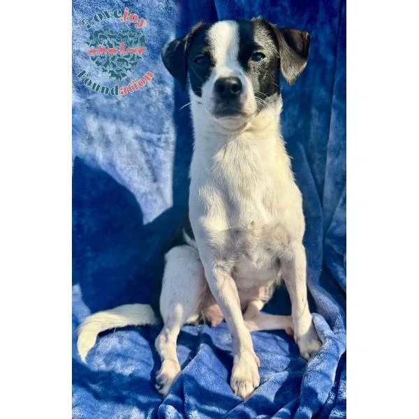A young small-sized female White / Cream Chihuahua dog named Ellie Mae for adoption in Inglewood, CA