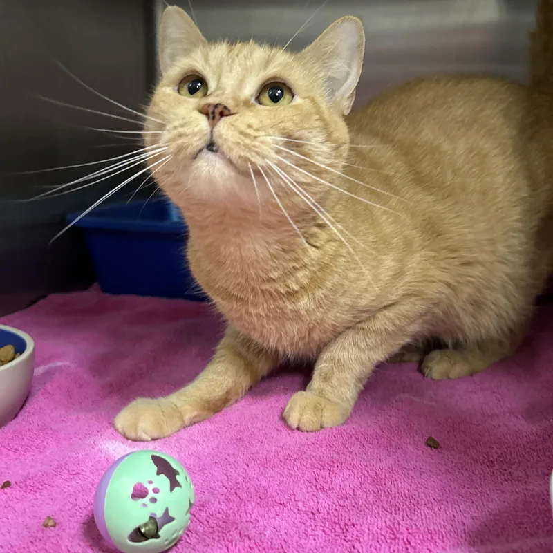 An adult medium-sized female Tabby (Orange / Red) Domestic Short Hair cat named Ace for adoption in La Grange Park, IL