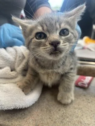 A baby small-sized female Domestic Short Hair cat named Toffee for adoption in West Chester, PA