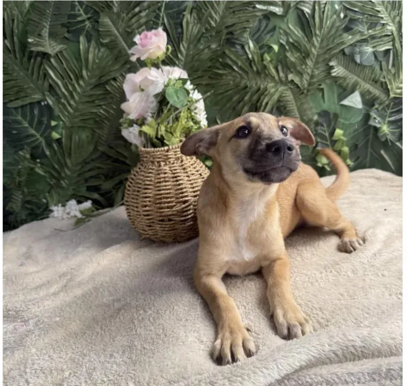 A baby medium-sized female Brown / Chocolate Mixed Breed dog named Nala for adoption in Richmond, VA