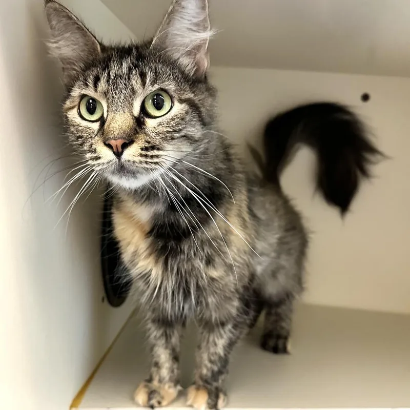 An adult medium-sized female Gray / Blue / Silver Domestic Long Hair cat named Hera for adoption in Concord, NH