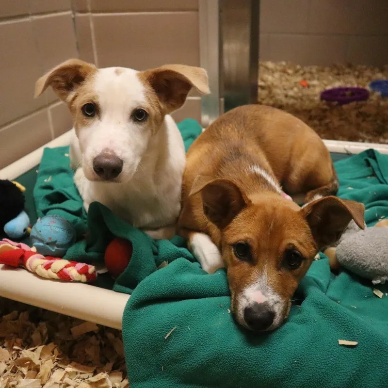 A baby small-sized male White / Cream Mixed Breed dog named Snowflake for adoption in Waukesha, WI