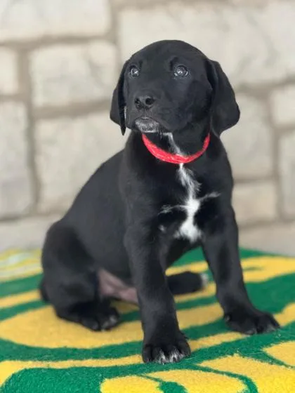 Holmgren thumbnail 3