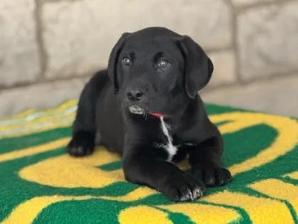 Holmgren thumbnail 4