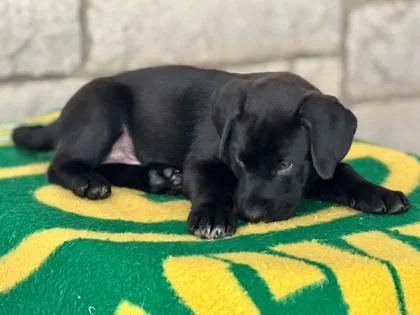 Holmgren thumbnail 5